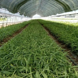 陜西漢中略陽縣白芨種苗、重樓黃精、黃精種子何巖種植基地——地址與產地貨源詳解