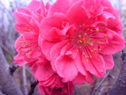 秋后樹(shù)苗預(yù)訂正當(dāng)時(shí) 碧桃品種齊全，農(nóng)苗網(wǎng)助您先行一步