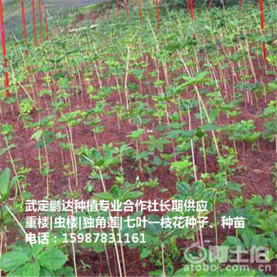 貴州滇重樓價(jià)格與種苗供應(yīng)全解析 武定鵬達(dá)種植專業(yè)合作社產(chǎn)品庫(kù)指南