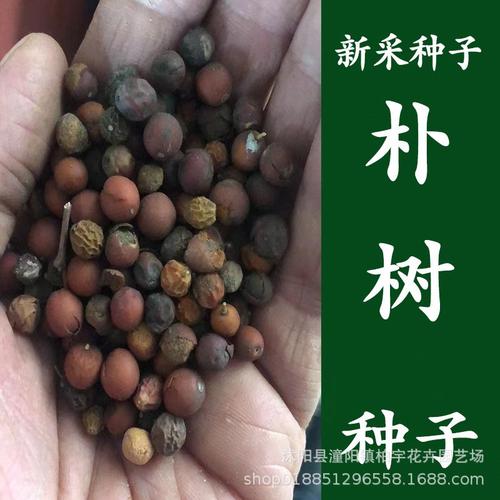樸樹(shù)綠化苗木種子