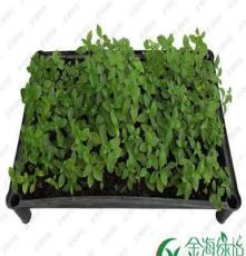 種苗產(chǎn)品展示 從優(yōu)質(zhì)種源到豐收希望